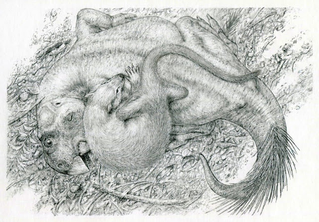 Σχέδιο που δείχνει τις θέσεις των δύο ζώων τη στιγμή που καταπλακώθηκαν από λάσπη [Credit: Michael W. Skrepnick]