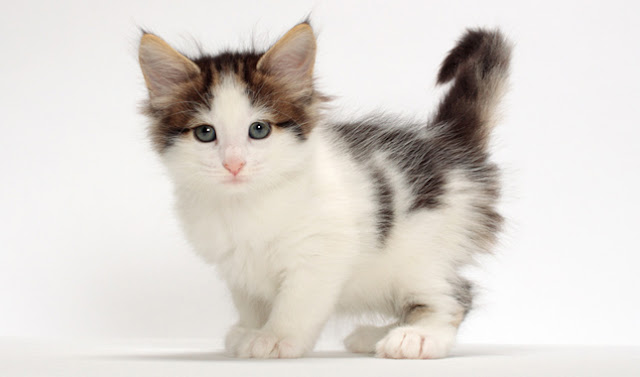 Small cute White Norwegian Forest kitten photo