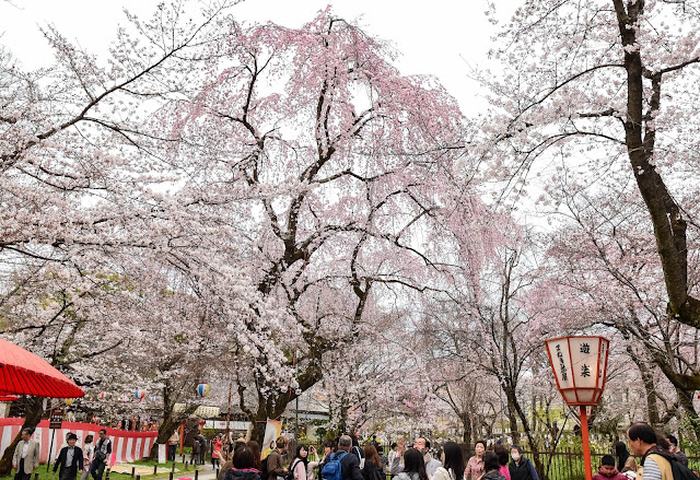 日本京都平野神社櫻花