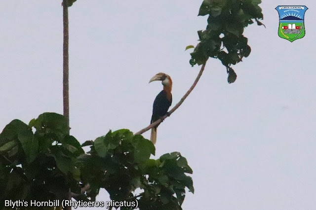 birding tour in West Papua