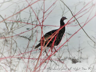 Wild Idaho Turkeys; blog post with pictures.