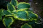 Hosta Seducer care