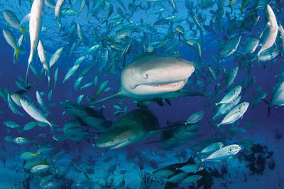 Sharks Up Close Seen On www.coolpicturegallery.us