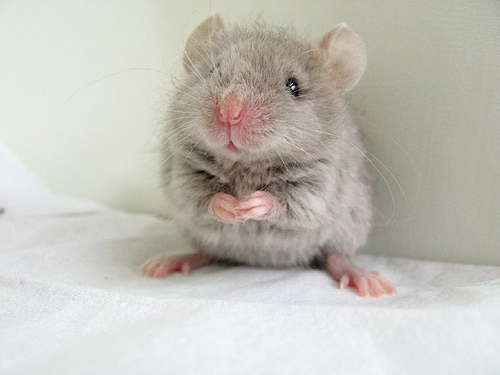 Cute Mouse