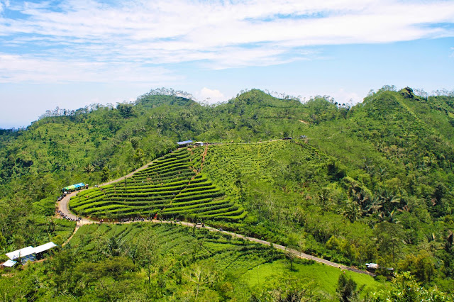 Kebun teh Nglinggo, Kulon Progo.