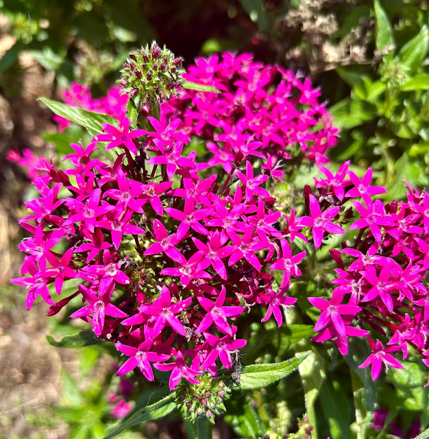 Hot Pink Pentas planted in Florida. Friday Farm Day.