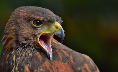 fotografías gratis de animales en su hábitat natural