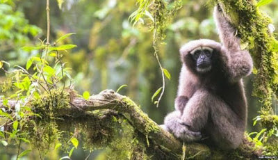 Spesies Baru Siamang Ditemukan di Hutan China