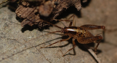 Jerusalem cricket, under a rock