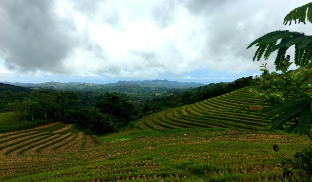 Cadapdapan Rice Terraces - Candijay Bohol