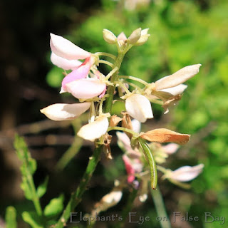 Indigofera jucunda