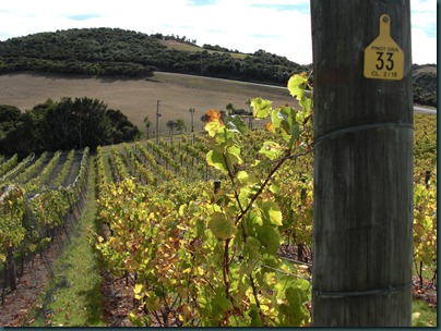 Cable Bay Vineyards
