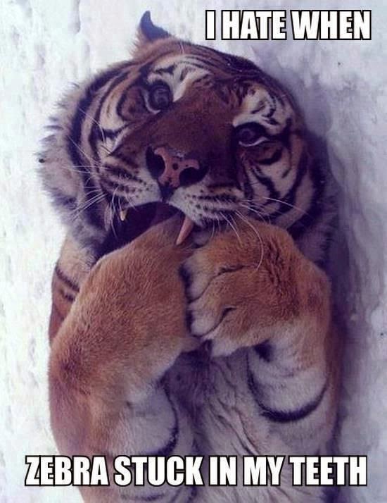 25 Gambar Harimau Yang Lucu ~ Sealkazz Blog
