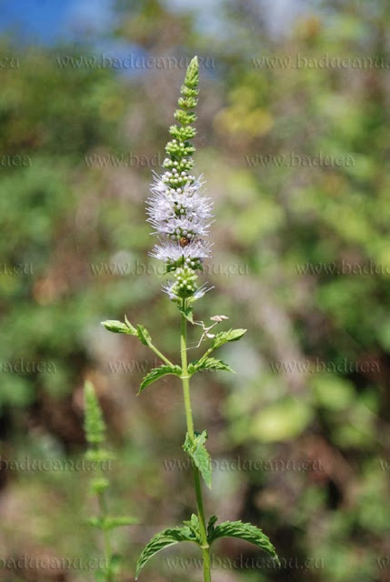 Mentha spicata © Franco Faà - www.baducanu.eu