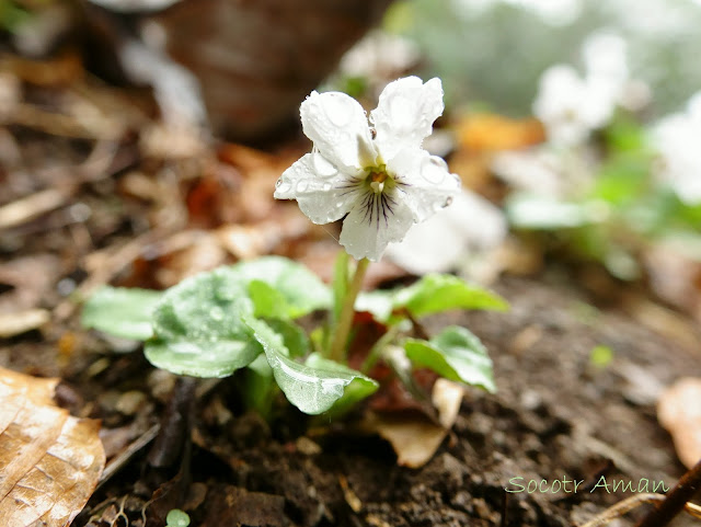 Viola keiskei