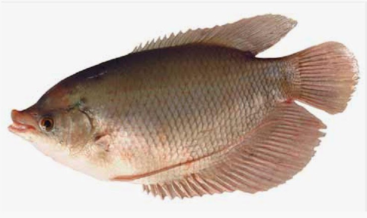 Budi daya ikan Mengidentifikasi Jenis Jenis Ikan Air 