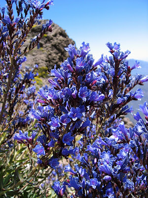 Resultado de imagen de plantas endemicas canarias