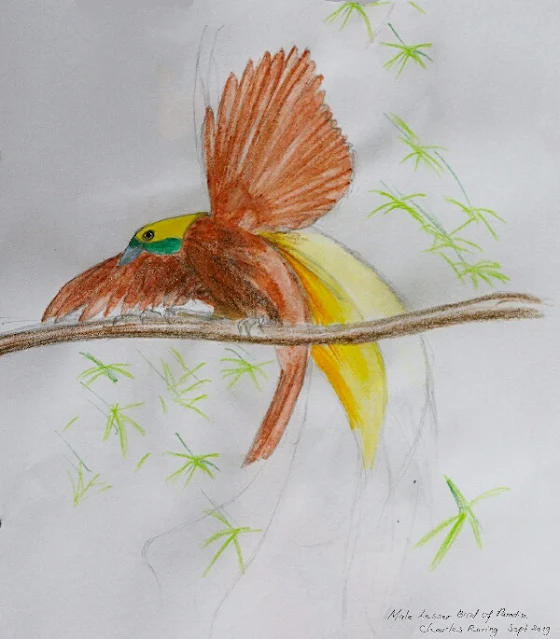 Lesser Birds of Paradise art drawing in colored pencils