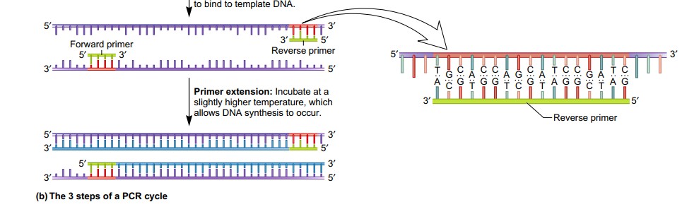 steps of pcr