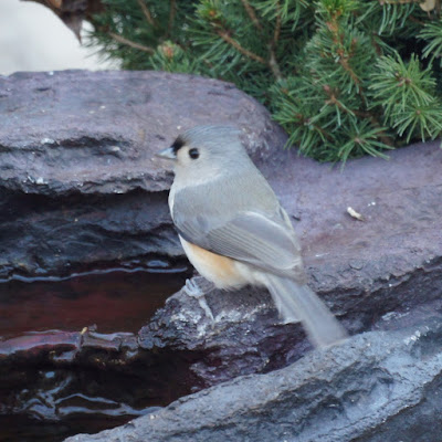 Titmouse 