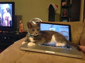 Funny cats - part 88 (40 pics + 10 gifs), beautiful kitten sits on a laptop