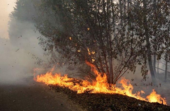 russia-forest-fire (29)