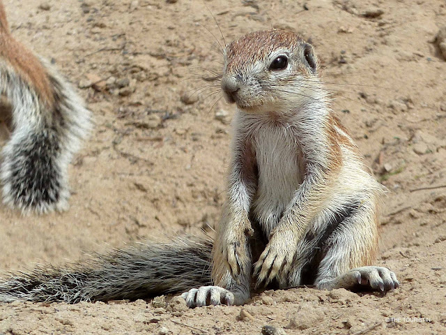 South Africa, wildlife, Ground Squirrels, Northern Cape, Kgalagadi National Park 