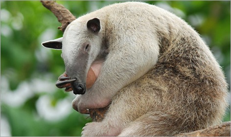 07-Giant-Anteater