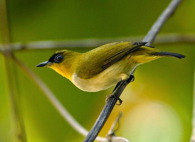 Gambar dan Jenis Jenis Burung Pleci Kacamata di Indonesia 