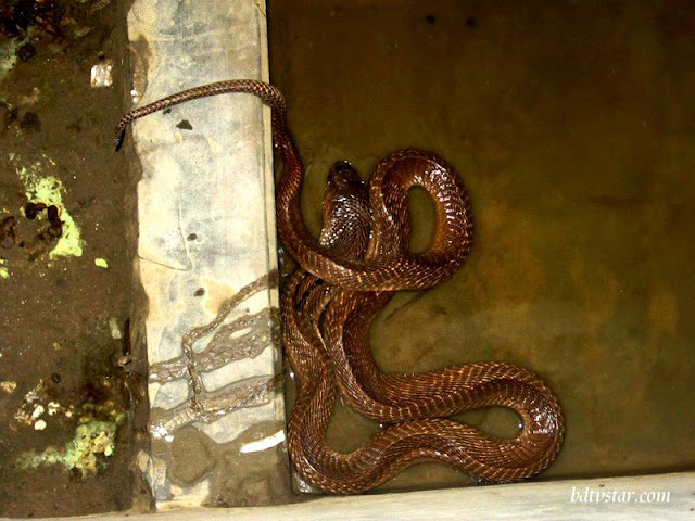 Snake Farming picture