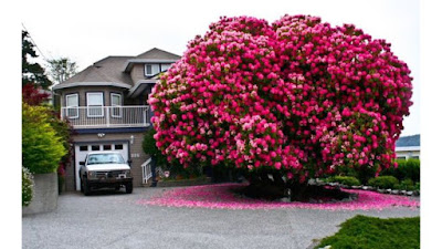 Pohon Rhododendron di Kanada