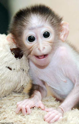 Baby Monkey Smiling Pics