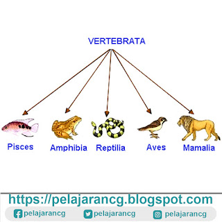 HEWAN BERTULANG BELAKANG VERTEBRATA