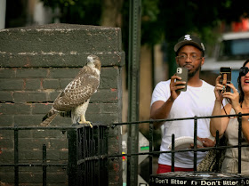 Tompkins Square red-tailed hawk fledgling