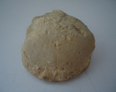 Fossil Tortoise/Turtle egg 