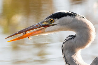 Grey Heron DFBridgeman