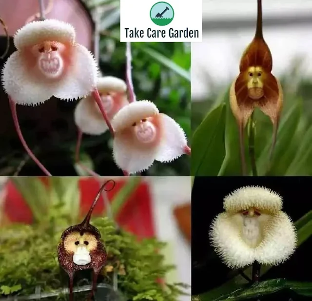 A Fascinante Orquídea-macaco Drácula - Uma Espécie Como Nenhuma Outra