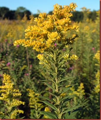 goldenrod