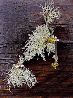 lichen on madrona branch, photo by Robin Atkins