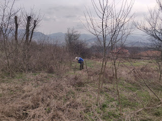 Hikmet removing saplings