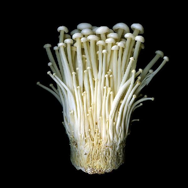 Enoki Mushroom Spawn in Jowai  | Flammulina Velutipes Mushroom Spawn | Mushroom spawn online