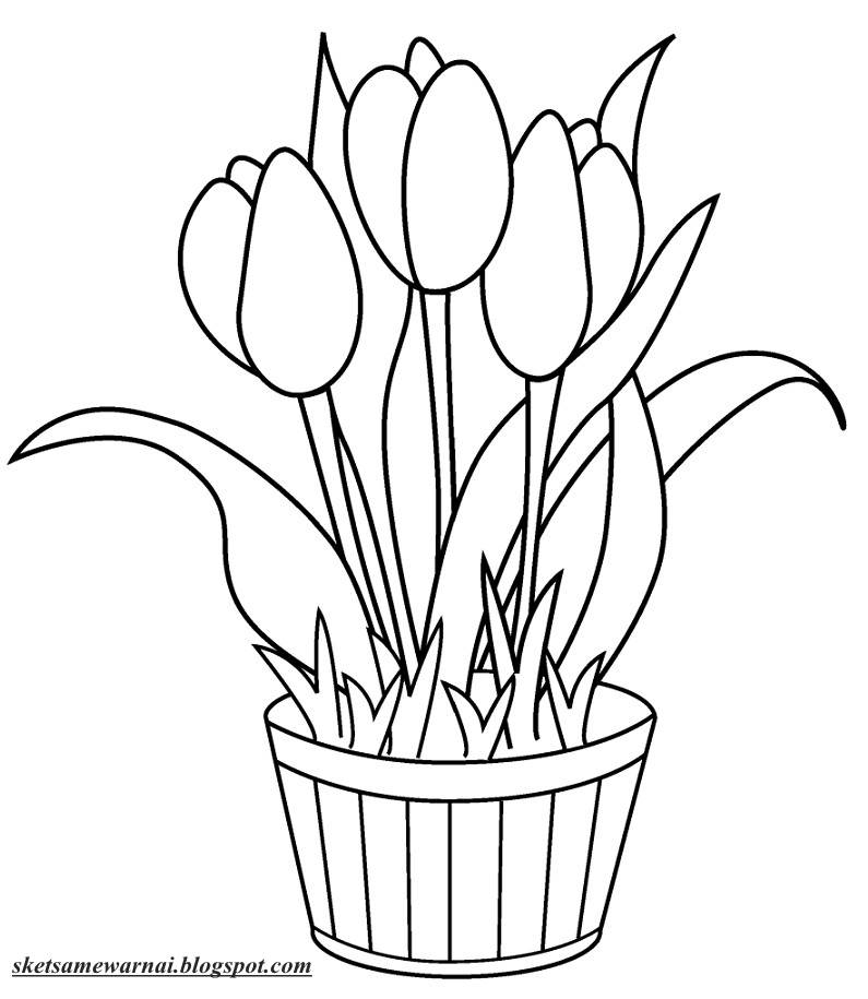  Sketsa Mewarnai Gambar Bunga Tulip Sketsa Mewarnai