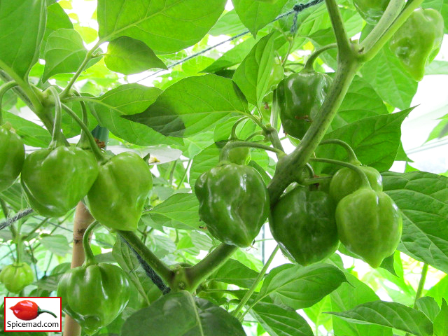 Caribbean Red Habanero - 24th August 2013