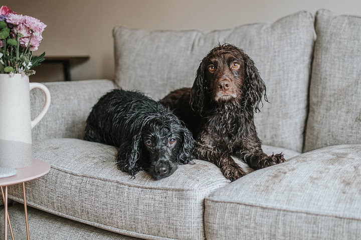 The Best Dog Friendly Sofa