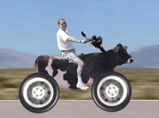 Motorcycle Cow pic