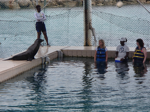 sea lion encounter