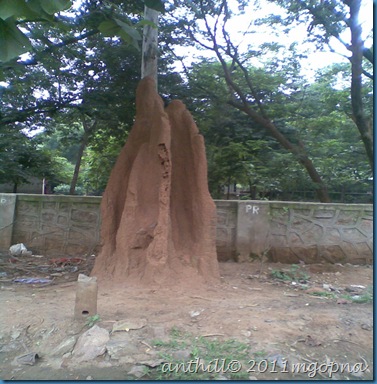 anthill