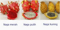 Budidaya Buah Naga