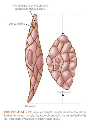 Structure of smooth muscle showing the dense bodies. In smooth muscle, the force of contraction is transmitted to the cell membrane by bundles of intermediate fibers.