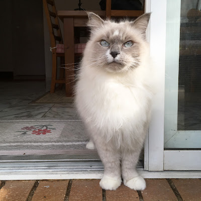 Oliver the cat stands in the doorway. He has a grey face and ears, white fur and piercing blue eyes.